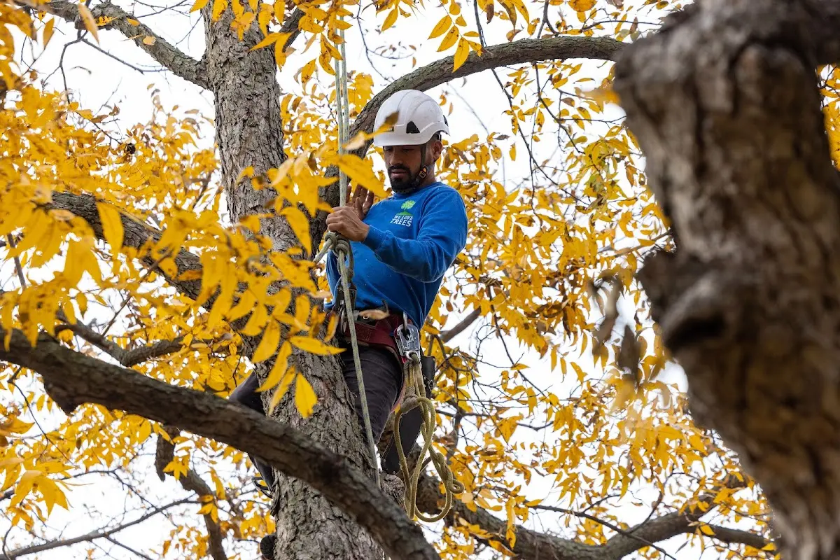 Skilled Tree Pruning crew working in Kingman
