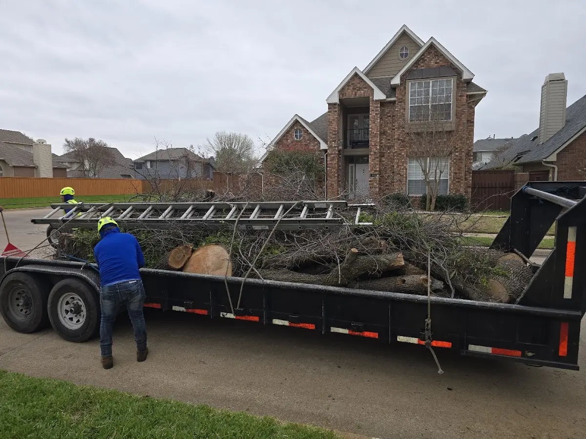 Expert Tree Removal with proper safety equipment in Kingman